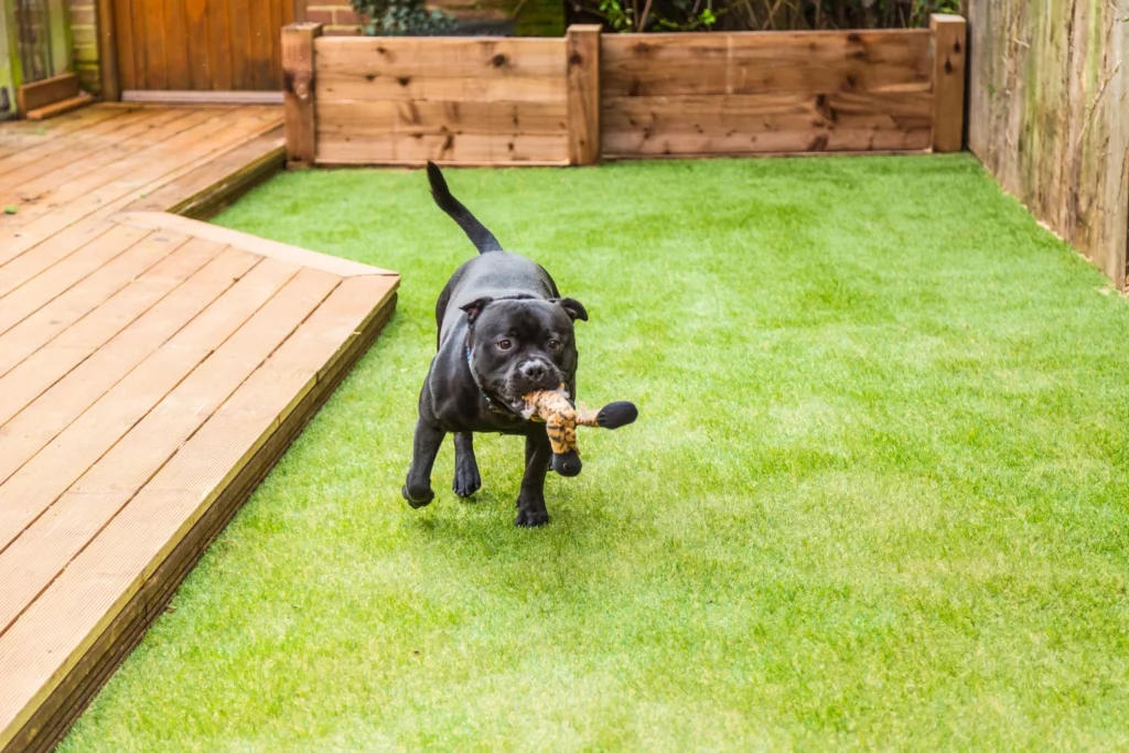 Mijn kunstgras stinkt naar urine: Hoe urinegeur hond verwijderen uit kunstgras?